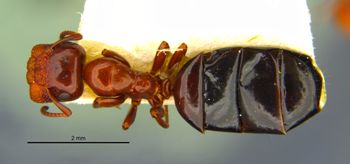 Media type: image;   Entomology 21558 Aspect: habitus dorsal view